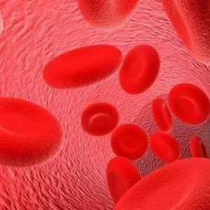 Structura, compușii și principalele tipuri de hemoglobină