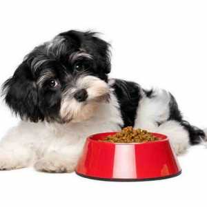 Alimente uscate pentru câini de rase mici