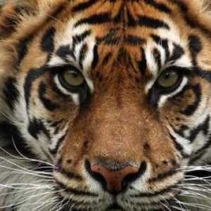Tigru sumatran: descriere, reproducere, habitat
