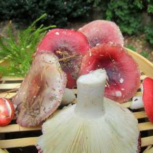 Ciuperci murate crescute: rețetă pentru sărare ciuperci