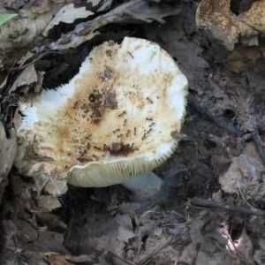 Ciuperci crude: decapare conform unei rețete tradiționale