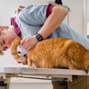 Tabletele "Tselst" pentru pisici - un remediu excelent pentru viermi