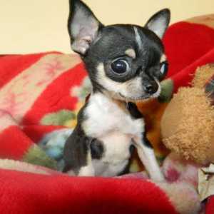 Tabelul greutății Chihuahua: un capriciu sau o necesitate?