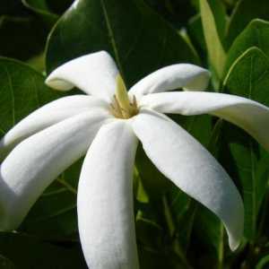 Tahitian Gardenia: fotografie, descriere, îngrijire