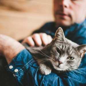 Taurina pentru pisici - instrucțiuni de utilizare, compoziție, rău și beneficii