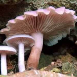 Corpurile de ciuperci se formează prin ce? Caracteristicile structurii corpului ciupercilor