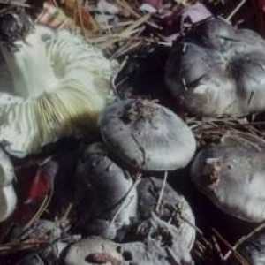 Vânătoare liniștită: ciuperci de toamnă comestibile
