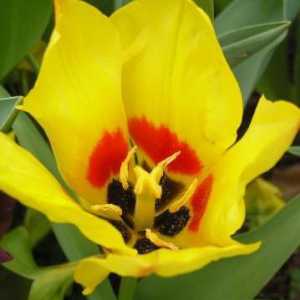 Tulip Shrenka: descriere și loc de creștere. Care este diferența dintre lalea Schröck și lalea…
