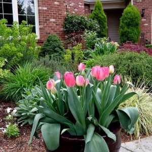 Tulip într-o oală: cum să ai grijă de ea? Cum să plantezi și să aprovizionezi planta?