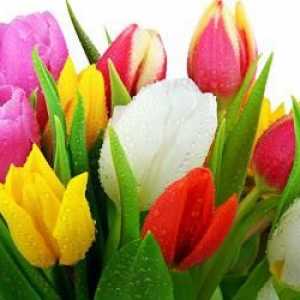Tulip: cultivarea și îngrijirea în grădină