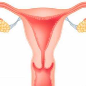 Grosimea endometrului 10 mm: ce înseamnă acest lucru
