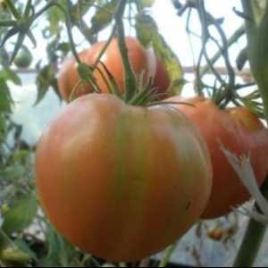 Tomato Alsou: descrierea soiului, caracteristici, cultivare și recenzii