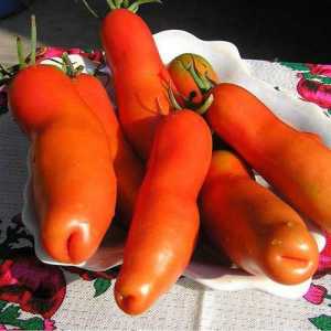 Tomato `auriya`: descrierea soiului, cultivarea, recenzii