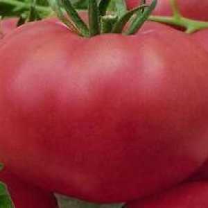 Tomato `rose wild`: caracteristicile și descrierea soiului. Mărturii de la șoferii…