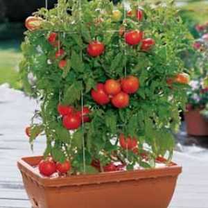 Tomato `Dubrava`: comentarii. Caracteristicile soiului