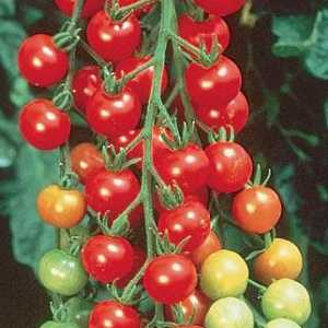 Tomato `cranberries in sugar` - recenzii ale clientilor. Cultivarea și îngrijirea…