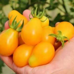 Tomato `drop miere`. Tomato `drop miere`: recenzii. Tomato…