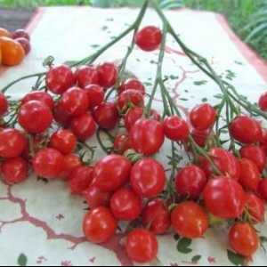 Suc de roșii de geranium - un nou fel de roșii timpurii