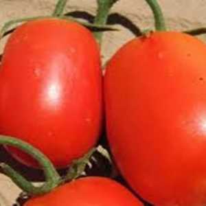 Tomato `Rio grande`: recenzii ale agricultorilor