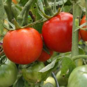 Explozia de tomate: descrierea unui grad, caracteristica, răspunsuri
