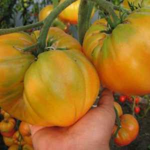 Tomato `Riddle of nature`: caracteristicile și descrierea soiului, recenzii de la…