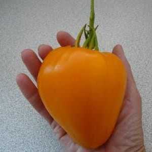 Tomato `Golden Heart`: recenzii clienți, descrierea soiurilor, cultivarea și…