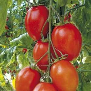 Tomatoes Buyan: descrierea soiurilor și recenzii