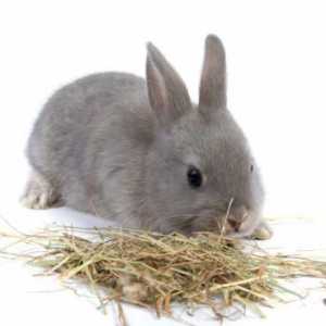 Iarbă pentru iepuri. Ce fel de iarbă mănâncă iepurii? Ce fel de iarbă nu poate fi dată iepurilor?