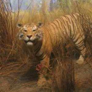 Turan Tiger: habitat (fotografie)