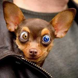 Câinele are ochi umezi. Îngrijirea ochilor de câine