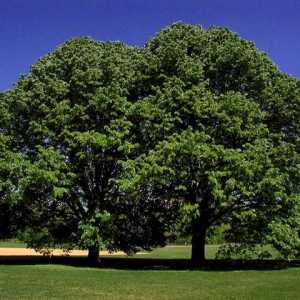 Uimitoare longevitate. Cât de veche este copacul de tei?