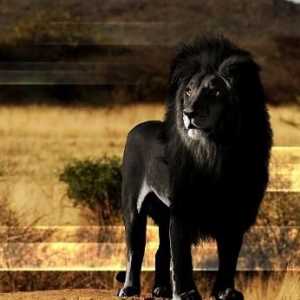 Pisici uimitoare: leii negri