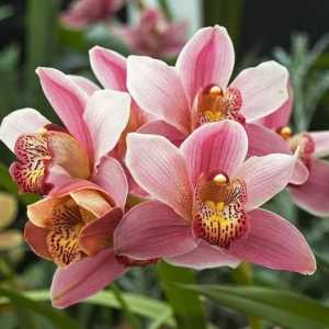 Floare uimitoare pentru casa ta - tsimbidium. Grijă la domiciliu