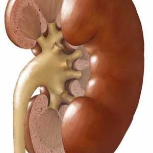 Dublarea rinichiului - ce este? Semne și cauze de dublare a rinichilor