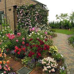 Îngrijirea și plantarea trandafirilor. Recomandări pentru grădinari