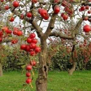 Grija pentru pomii de măr în toamnă: puncte importante