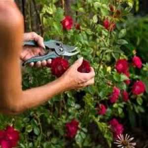 Îngrijirea trandafirilor în timpul verii - crearea celor mai bune condiții pentru o plantă
