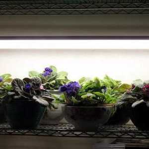 Lămpi ultraviolete pentru plante: tipuri, caracteristici alese