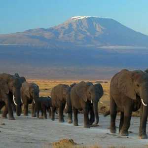 Умеют ли слоны плавать и другие подробности о слонах