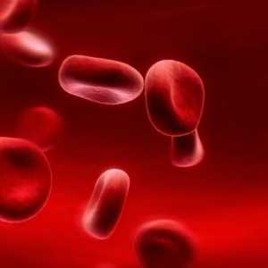 Nivelul hemoglobinei din sânge: norma și patologia