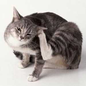 Acarieni acarieni la o pisică: tratament și prevenire