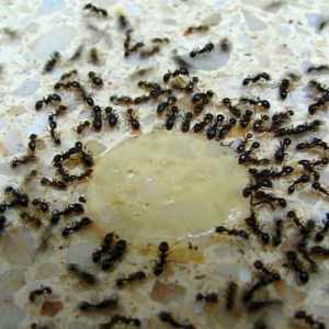 Aflați cum să scăpați de furnicile roșii domestice