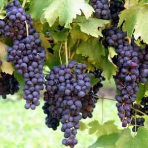 Узнаем, когда сажать виноград