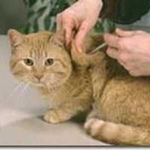 În ce cazuri și cum să aplicați medicamentul "Veracol" pentru o pisică