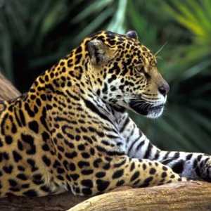 În ce zonă naturală trăiește leopardul? Descrierea pisicii sălbatice