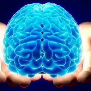 În căutarea unui răspuns: cât de mult cântărește creierul uman?