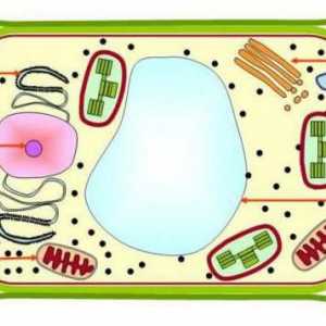 Vacuol: structura și funcția organelurilor în celulele vegetale și animale