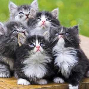 Ulei de petrol pentru pisici: să ușuram viața celor patru picioare!