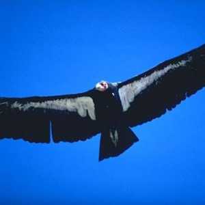 Majorda pradatorie: pasărea de condor