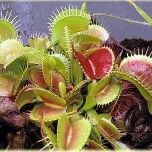 Venus flytrapper: caracteristici de îngrijire la domiciliu și flori